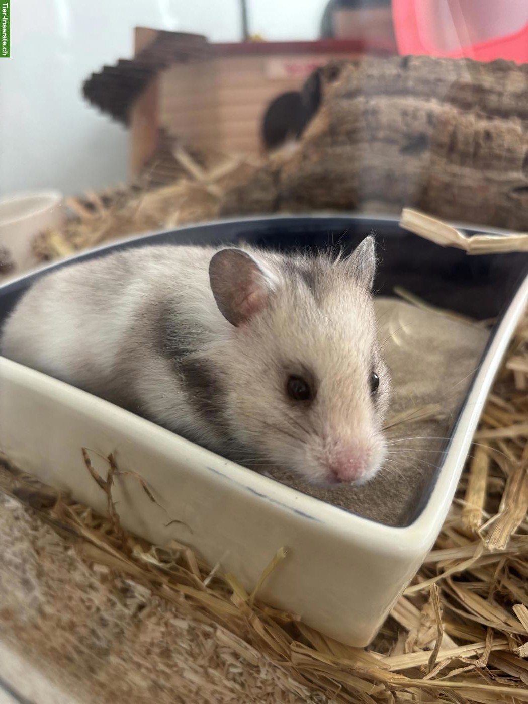 Hamster Wilma mit Käftig & viel Zubehör