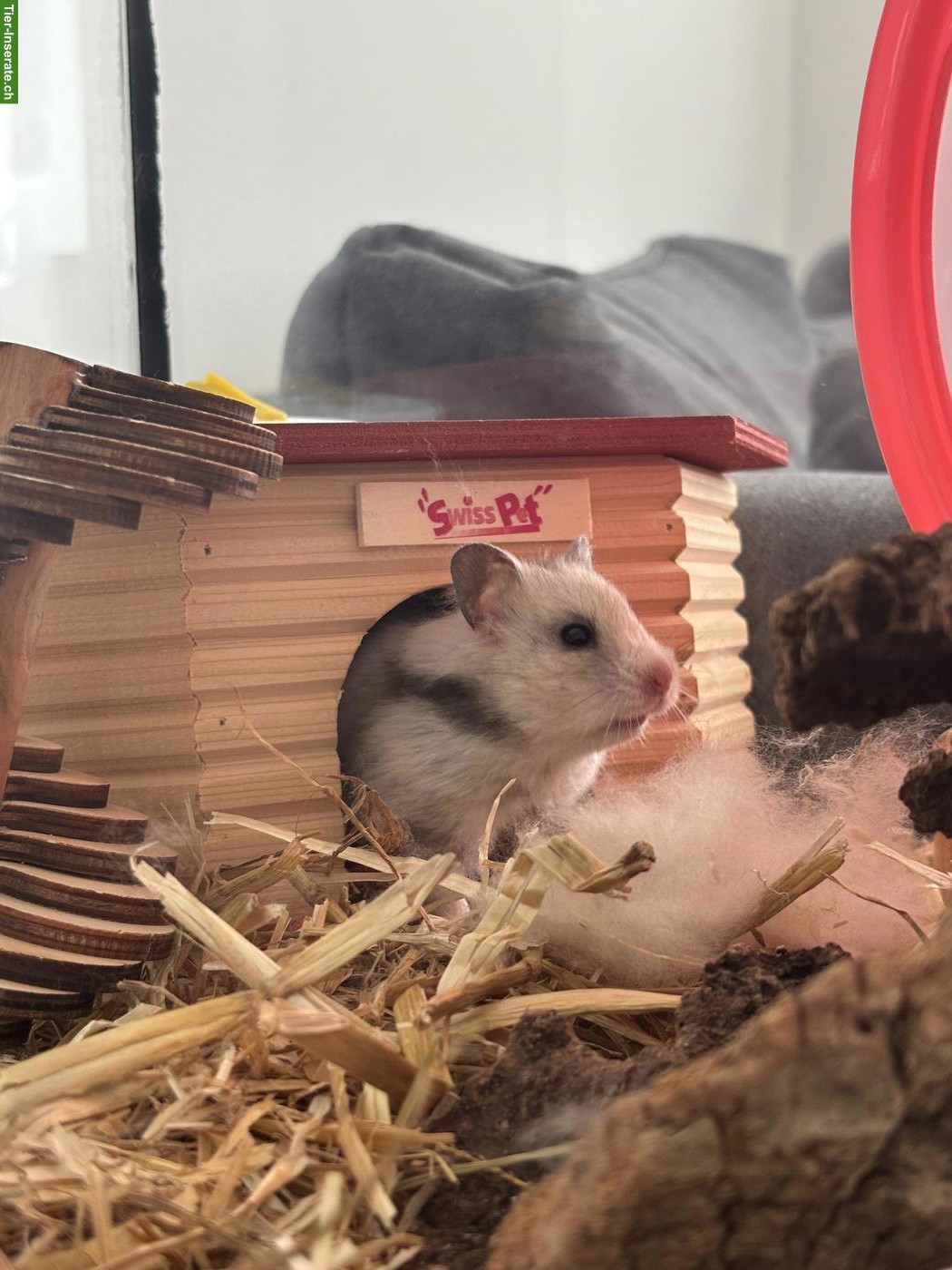 Bild 2: Hamster Wilma mit Käftig & viel Zubehör