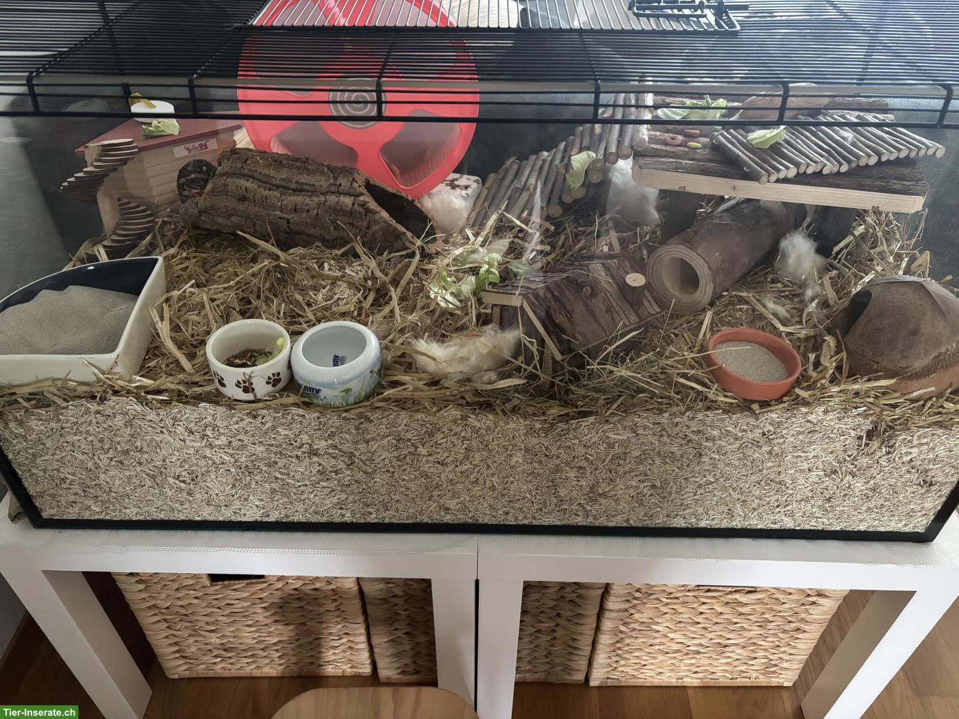 Bild 3: Hamster Wilma mit Käftig & viel Zubehör