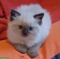 Original Ragdoll Kitten suchen neuen Wirkungskreis