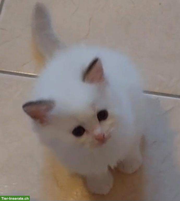 Bild 2: Original Ragdoll Kitten suchen neuen Wirkungskreis