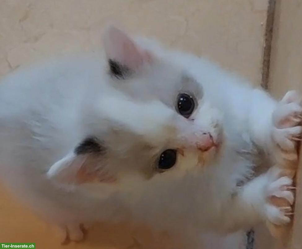 Bild 4: Original Ragdoll Kitten suchen neuen Wirkungskreis