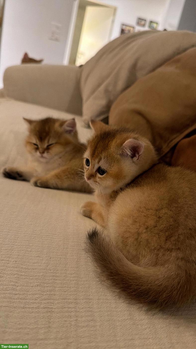 BKH Kitten suchen ein liebevolles Zuhause