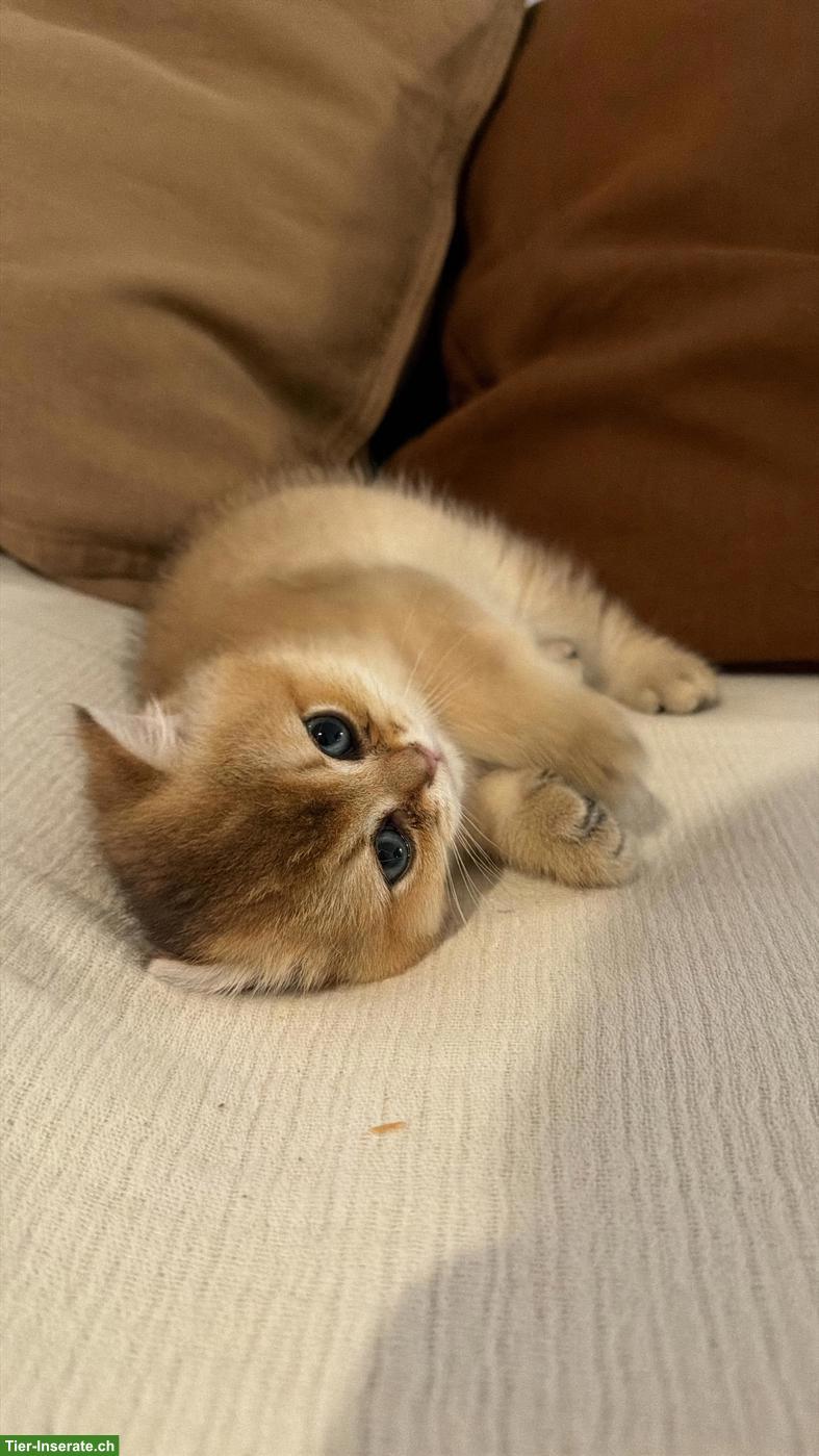 Bild 2: BKH Kitten suchen ein liebevolles Zuhause