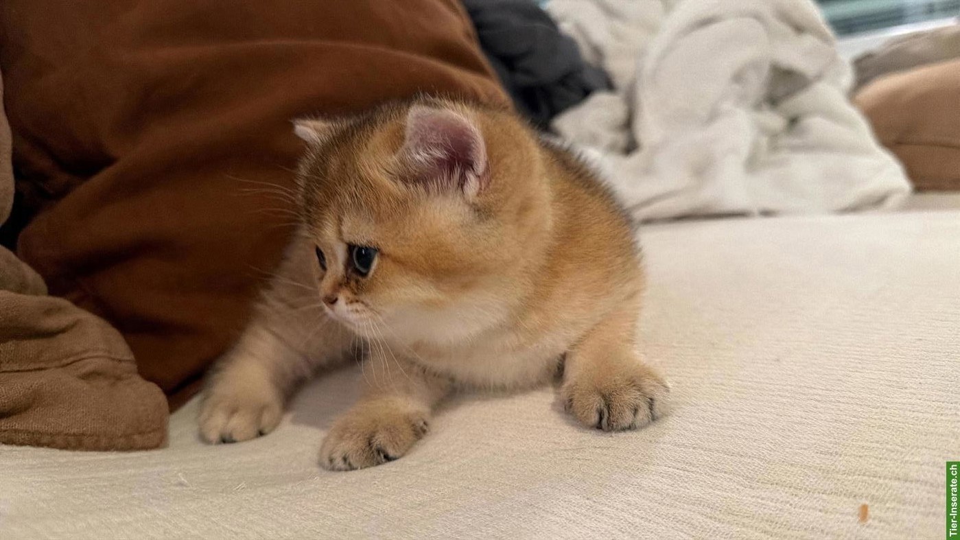 Bild 3: BKH Kitten suchen ein liebevolles Zuhause