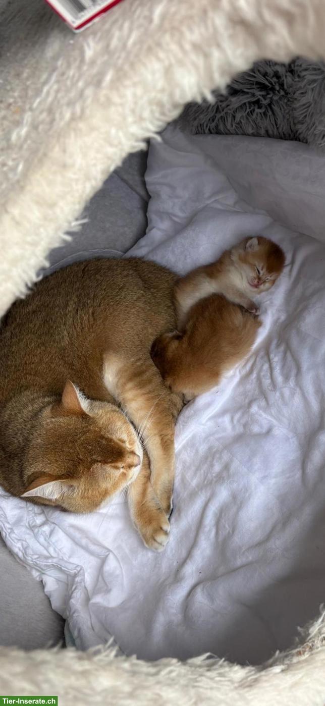 Bild 4: BKH Kitten suchen ein liebevolles Zuhause