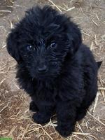 Labradoodle Welpen, Rüden (Labrador x Königspudel)