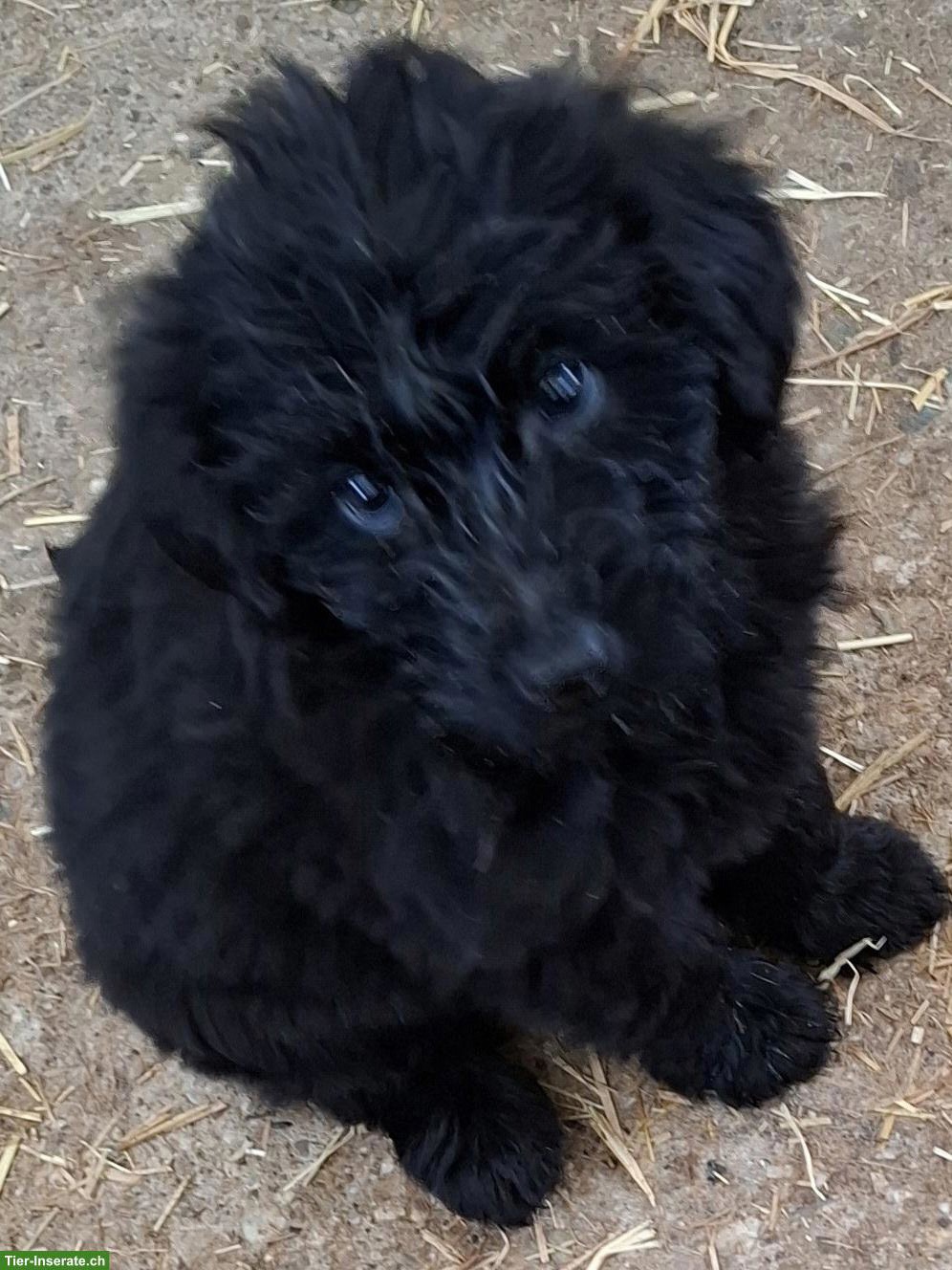 Bild 2: Labradoodle Welpen, Rüden (Labrador x Königspudel)