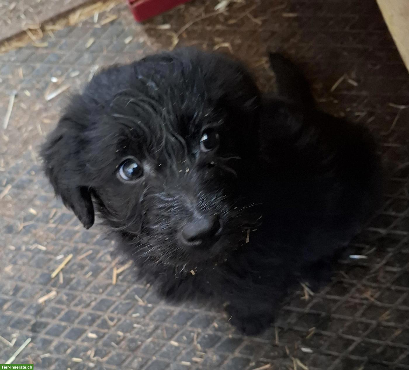 Bild 3: Labradoodle Welpen, Rüden (Labrador x Königspudel)