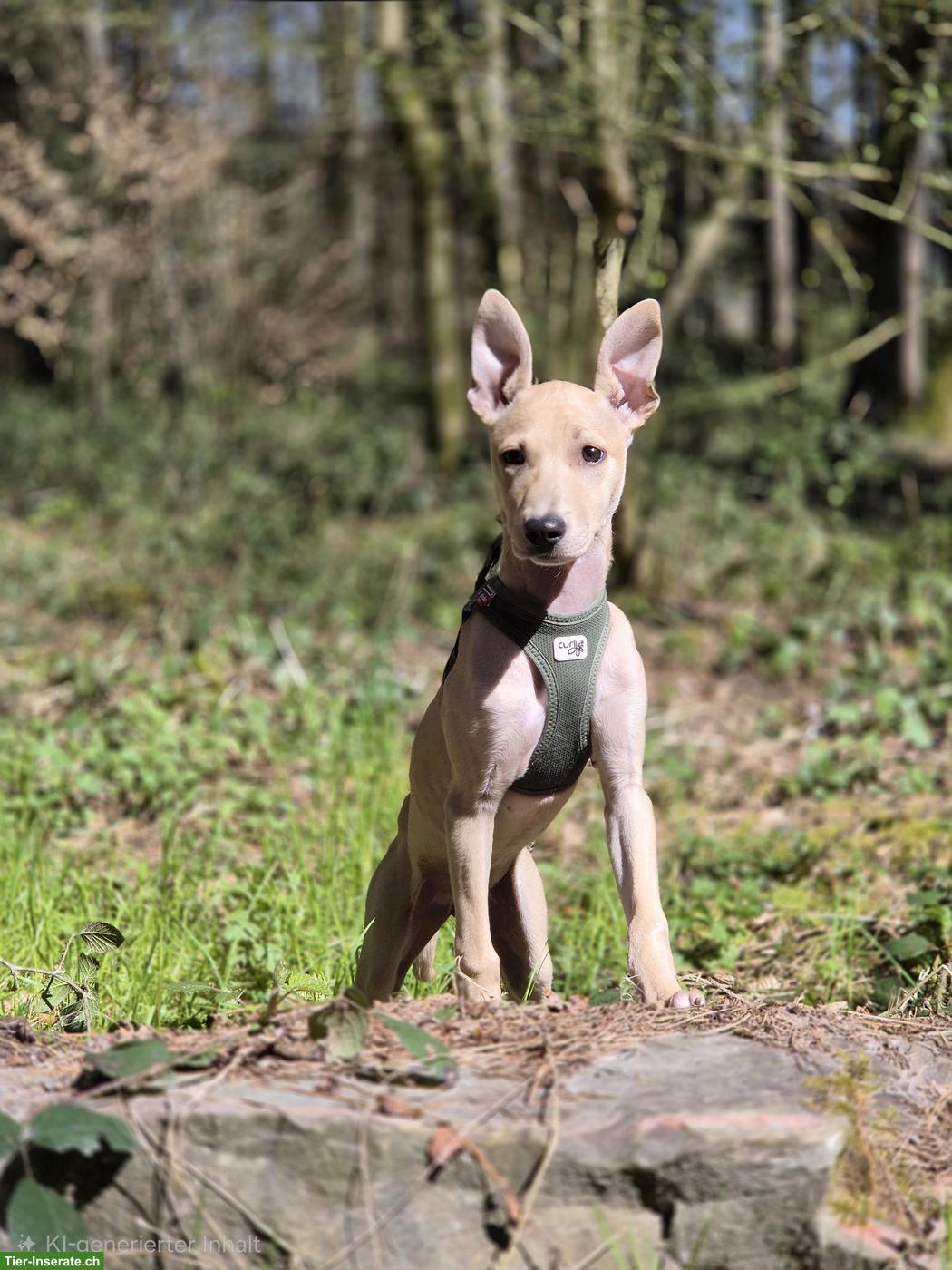 Galgo x Retriever Mix Hündin sucht neues Zuhause