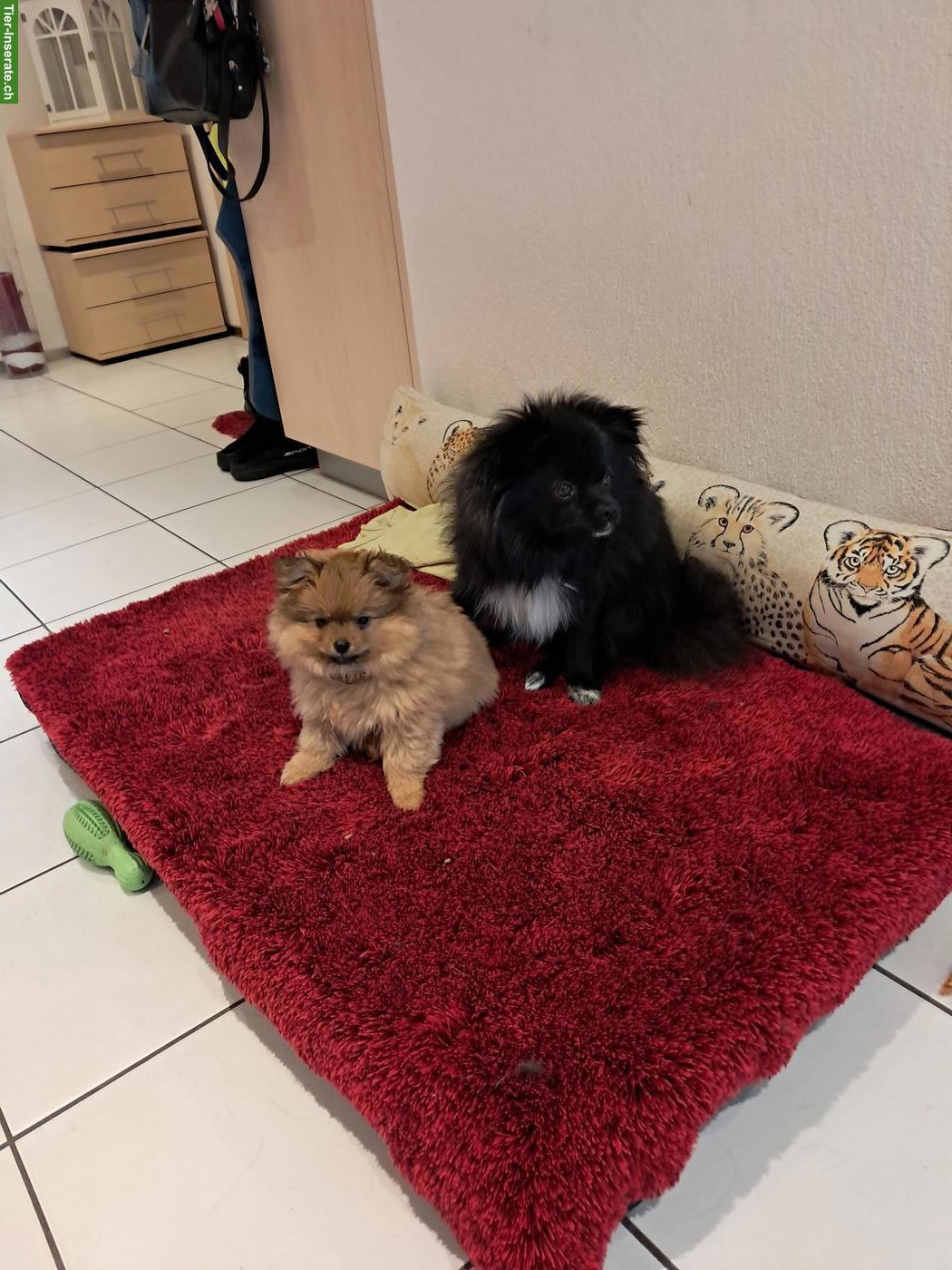 Pomeranian Zwergspitz Welpe, männlich zu verkaufen