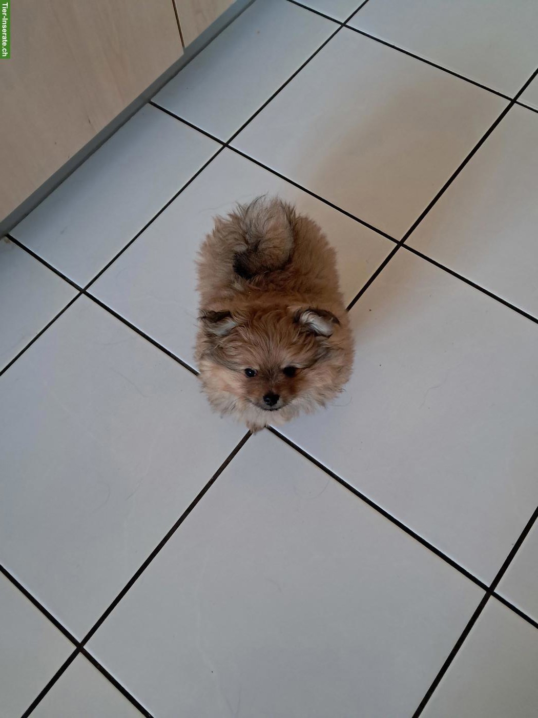 Bild 3: Pomeranian Zwergspitz Welpe, männlich zu verkaufen
