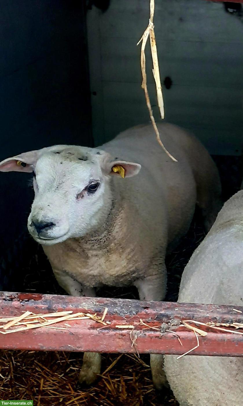 Junger Beltex Schafbock zu verkaufen