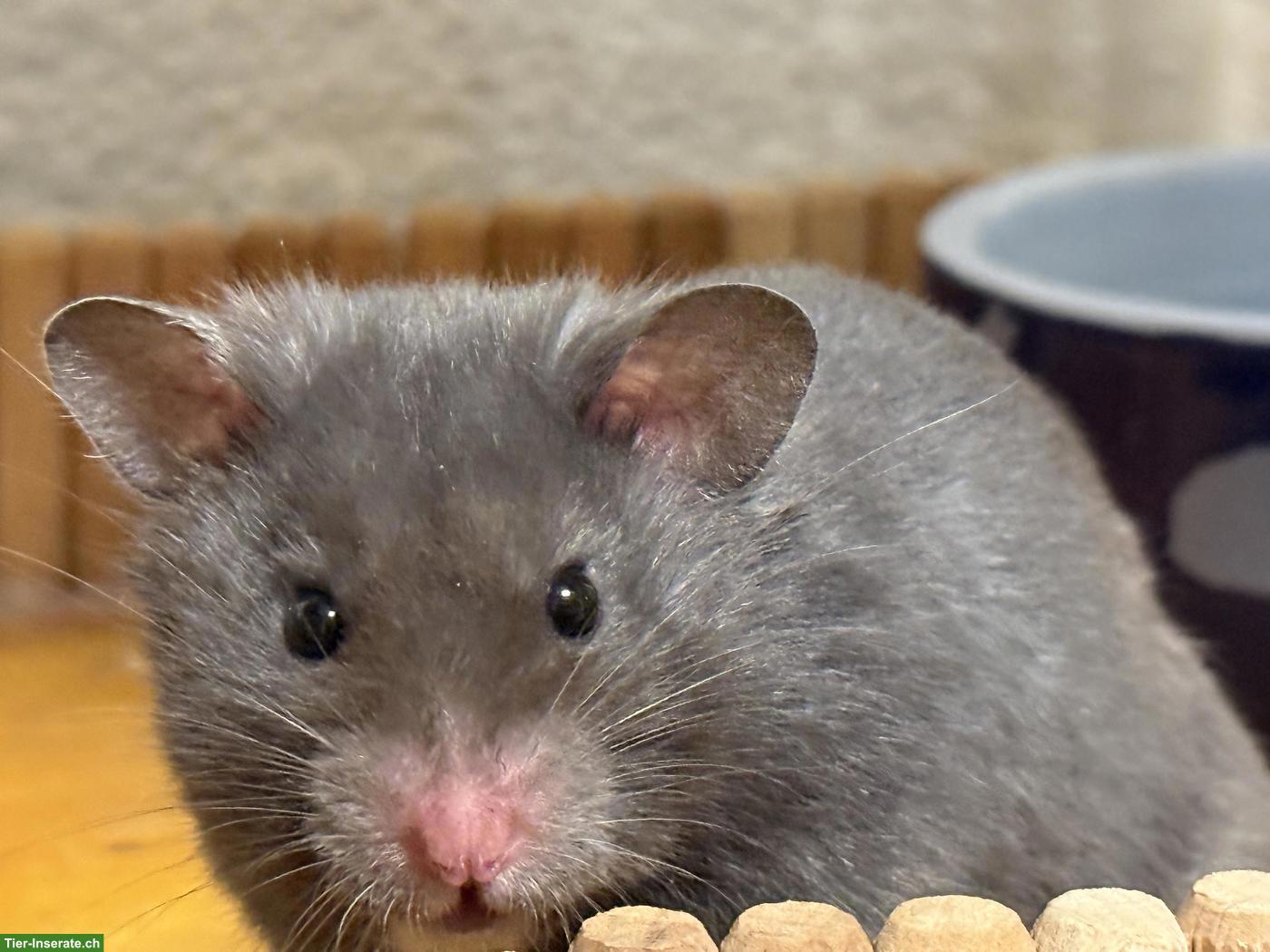 Süsser Goldhamster Männchen sucht neues Daheim