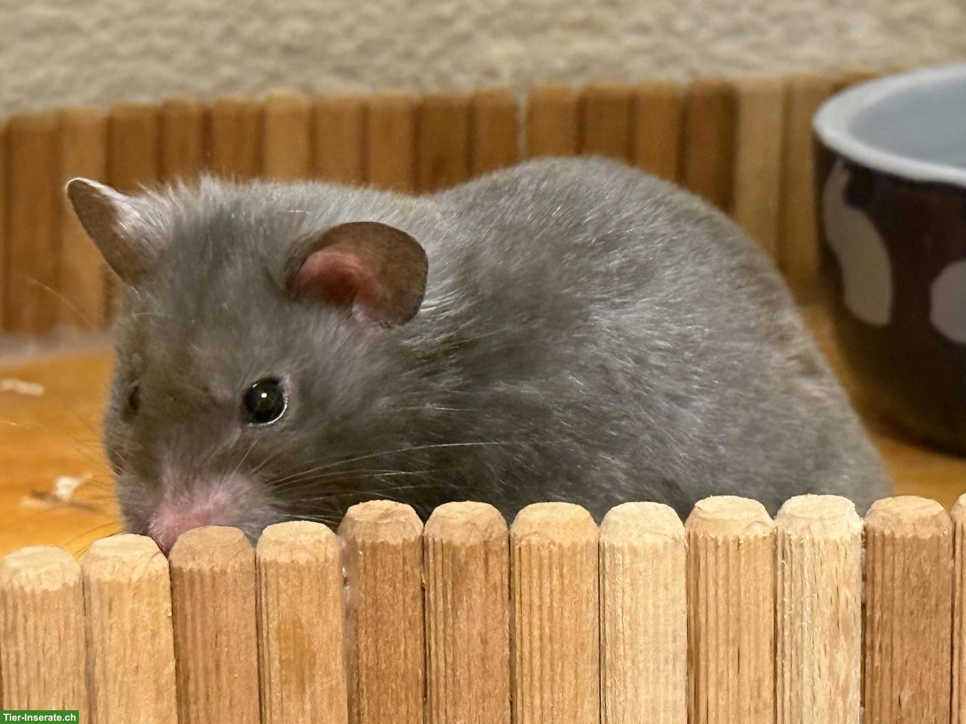 Bild 2: Süsser Goldhamster Männchen sucht neues Daheim