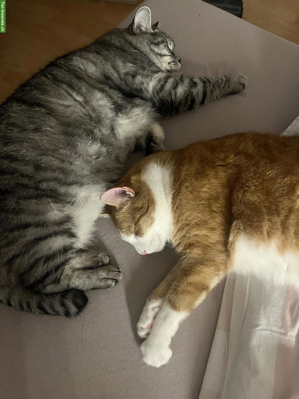 2 Kater: Zeus (BKH) & Balu (EKH) suchen ein Für-immer-Zuhause