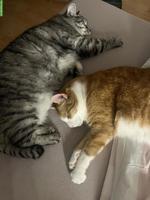2 Kater: Zeus (BKH) & Balu (EKH) suchen ein Für-immer-Zuhause