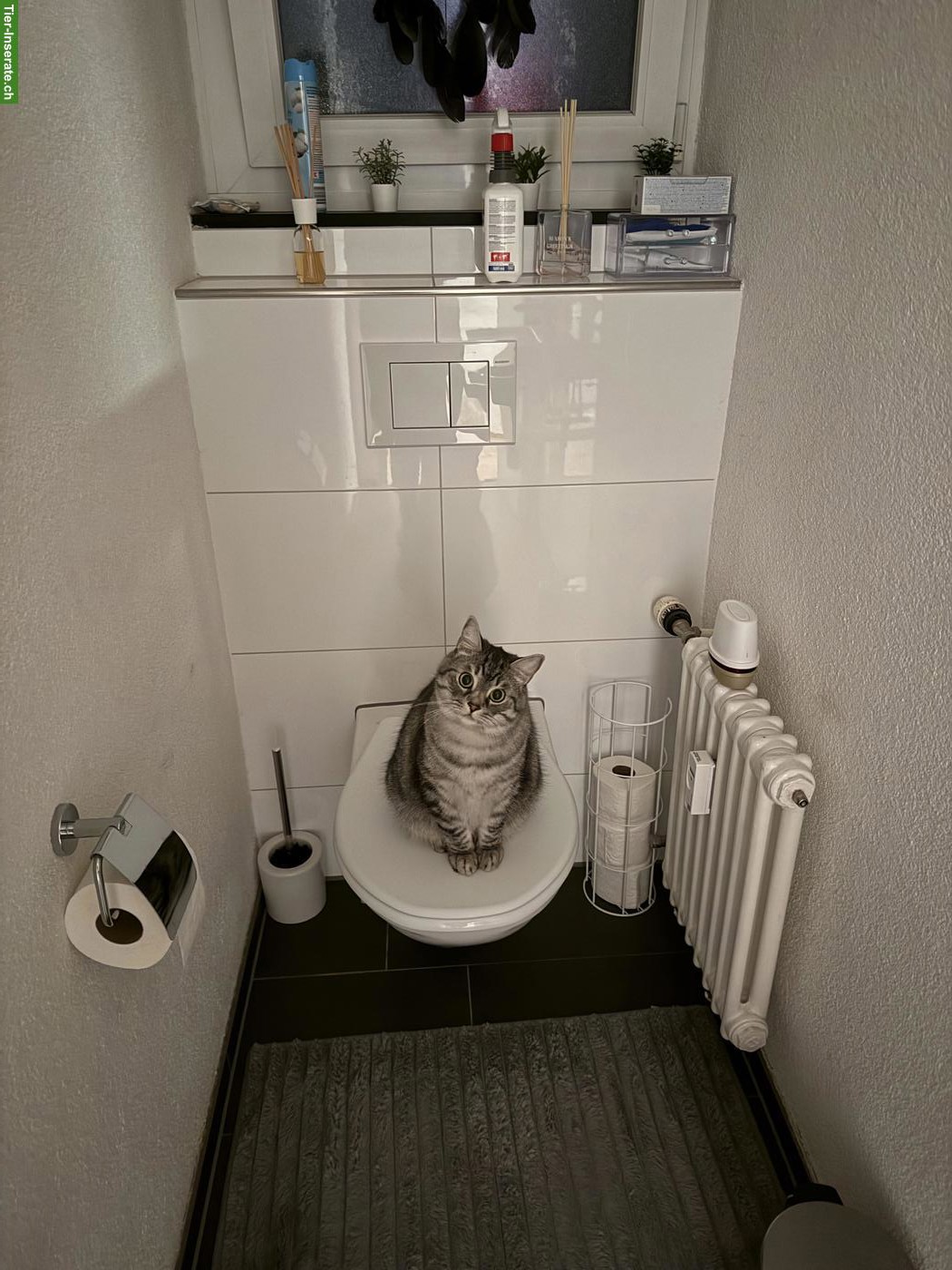 Bild 2: 2 Kater: Zeus (BKH) & Balu (EKH) suchen ein Für-immer-Zuhause