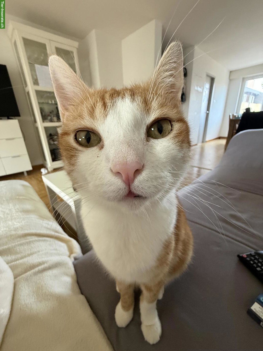 Bild 3: 2 Kater: Zeus (BKH) & Balu (EKH) suchen ein Für-immer-Zuhause