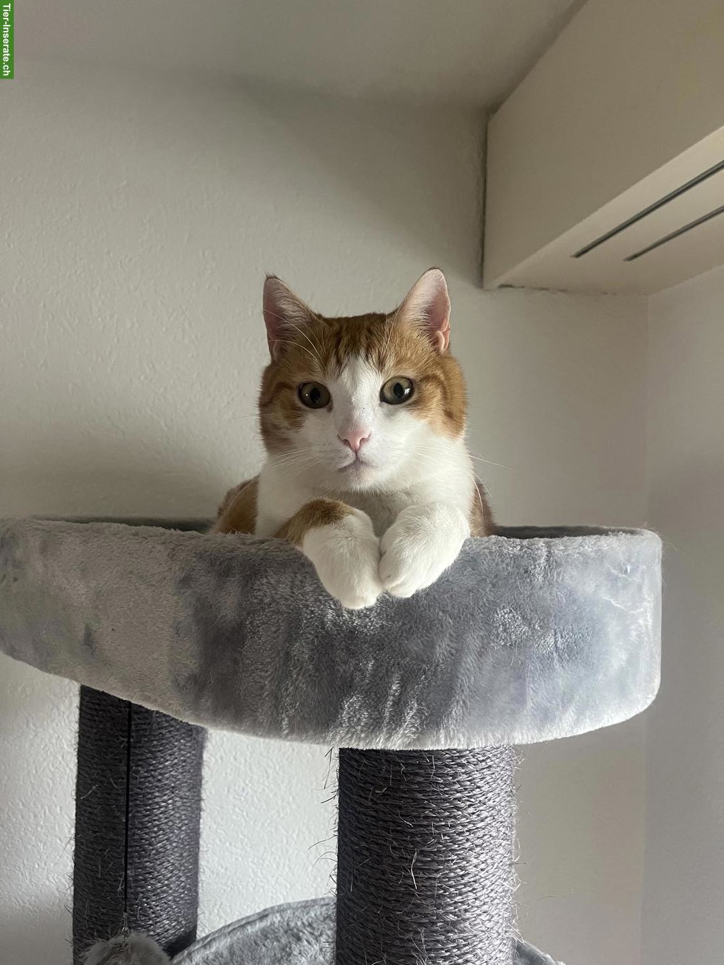 Bild 4: 2 Kater: Zeus (BKH) & Balu (EKH) suchen ein Für-immer-Zuhause