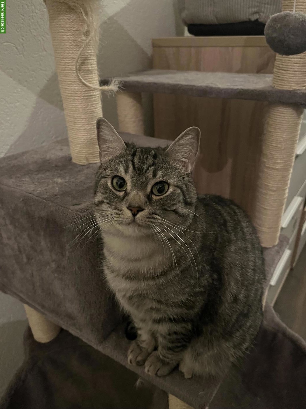 Bild 5: 2 Kater: Zeus (BKH) & Balu (EKH) suchen ein Für-immer-Zuhause