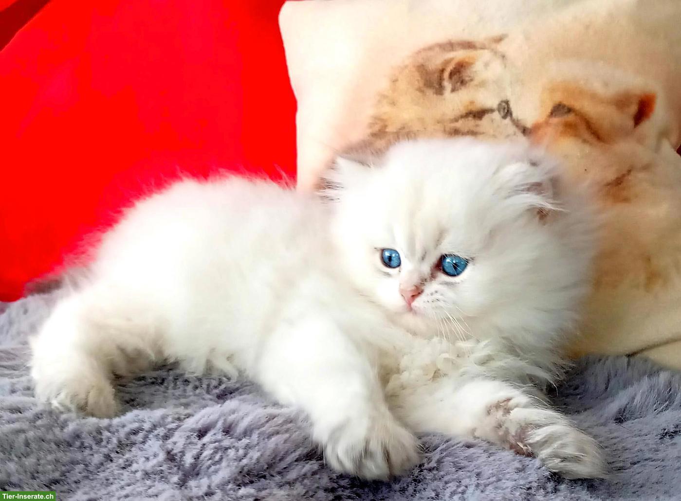 Bild 2: Reinrassige BKH Kitten mit Stammbaum ABGABEBEREIT