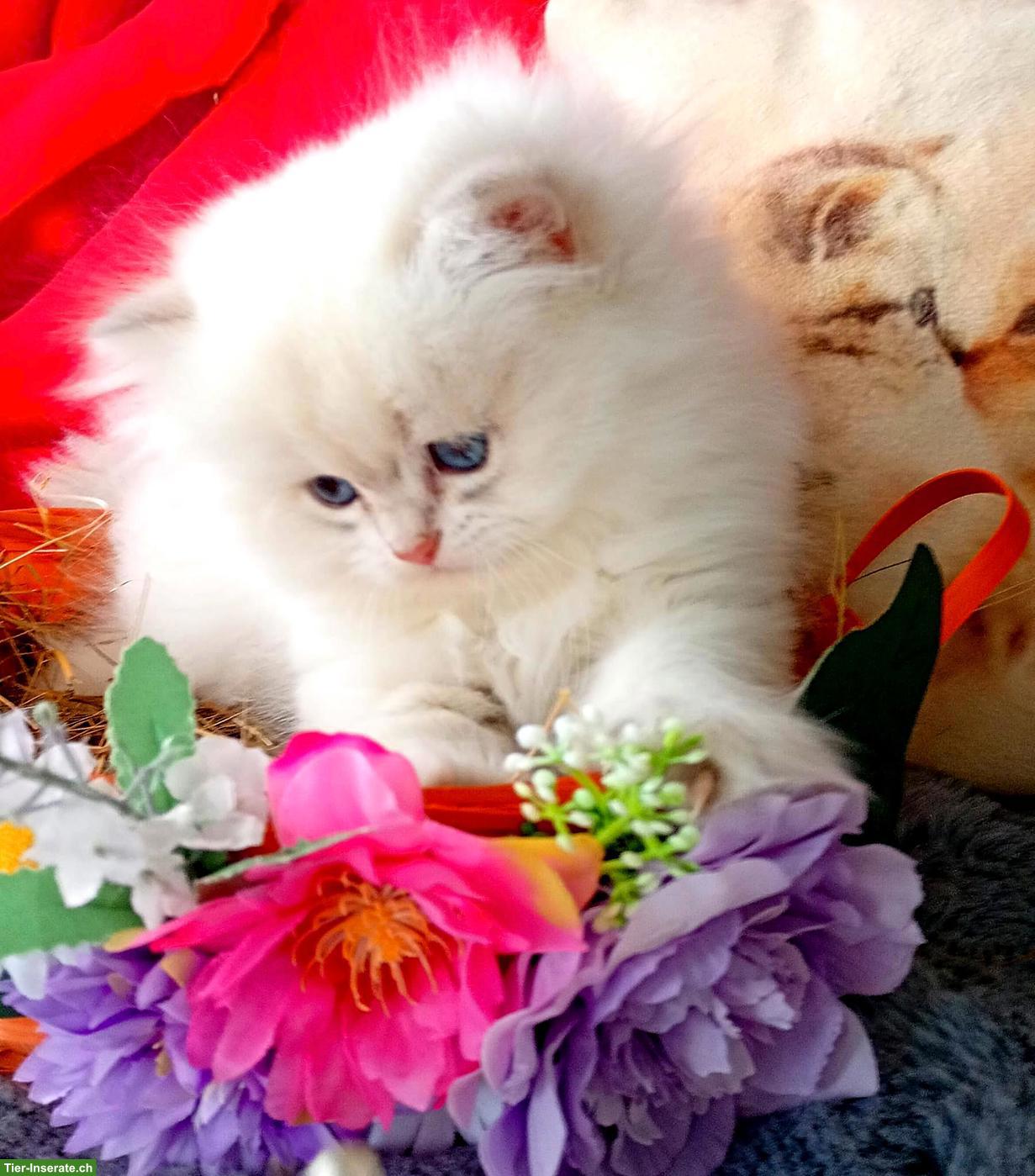 Bild 3: Reinrassige BKH Kitten mit Stammbaum ABGABEBEREIT