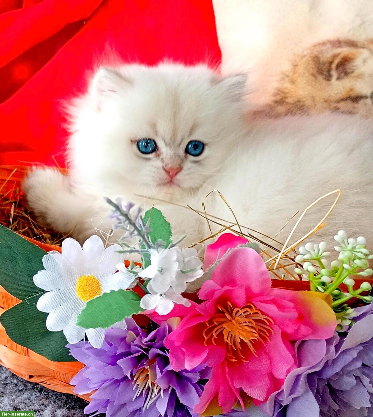 Bild 4: Reinrassige BKH Kitten mit Stammbaum ABGABEBEREIT