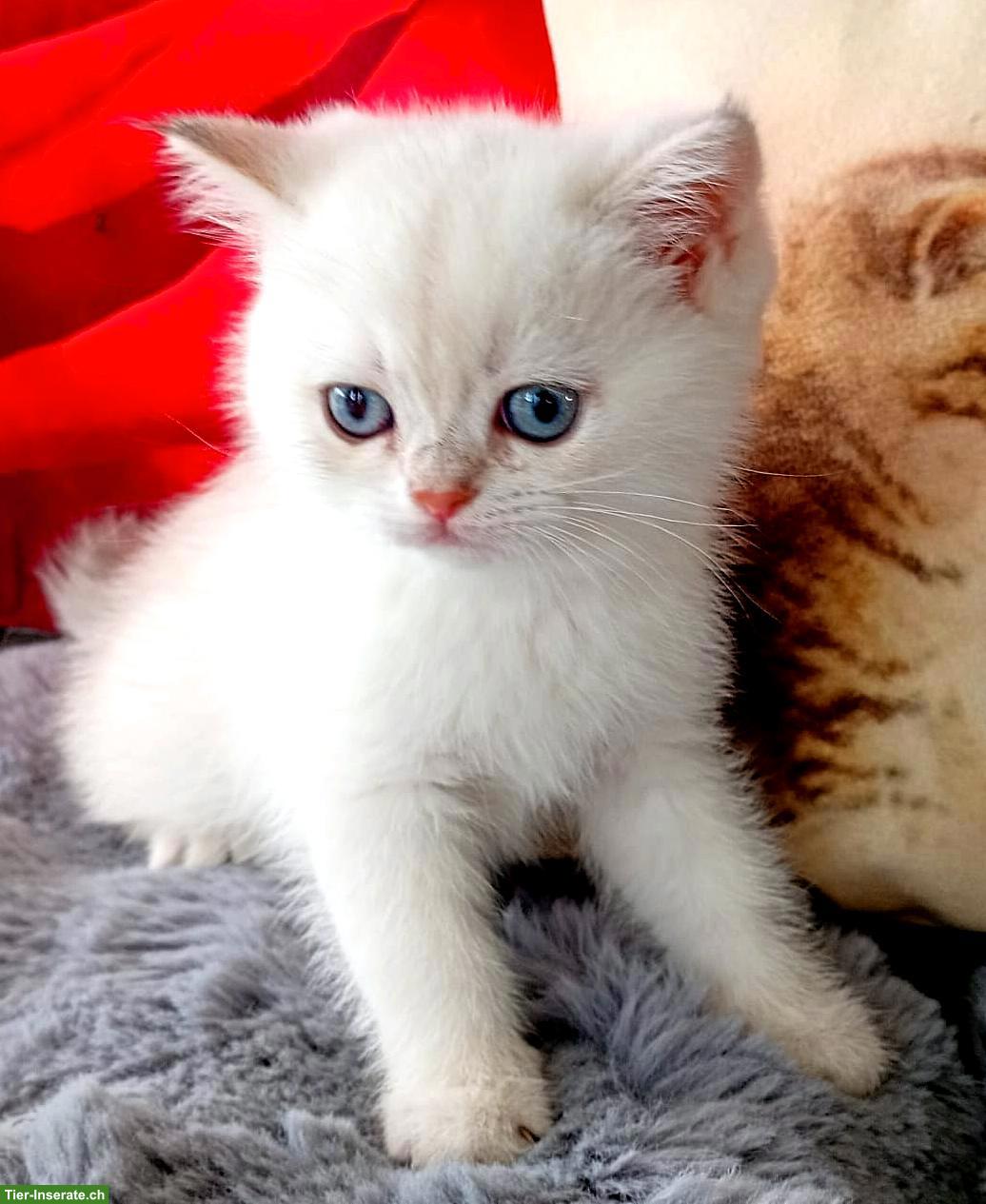 Bild 5: Reinrassige BKH Kitten mit Stammbaum ABGABEBEREIT