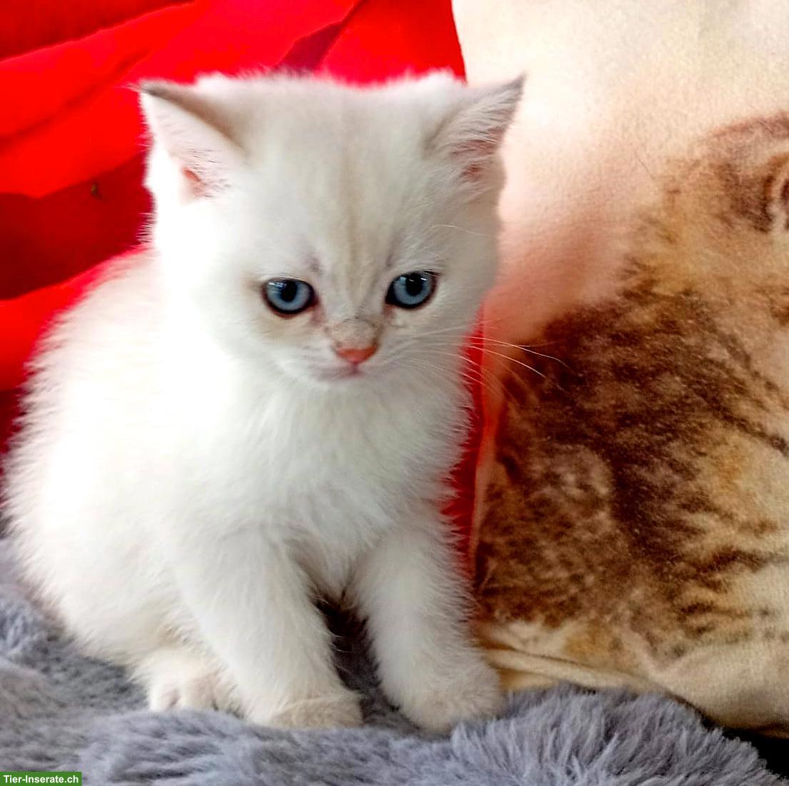 Bild 7: Reinrassige BKH Kitten mit Stammbaum ABGABEBEREIT