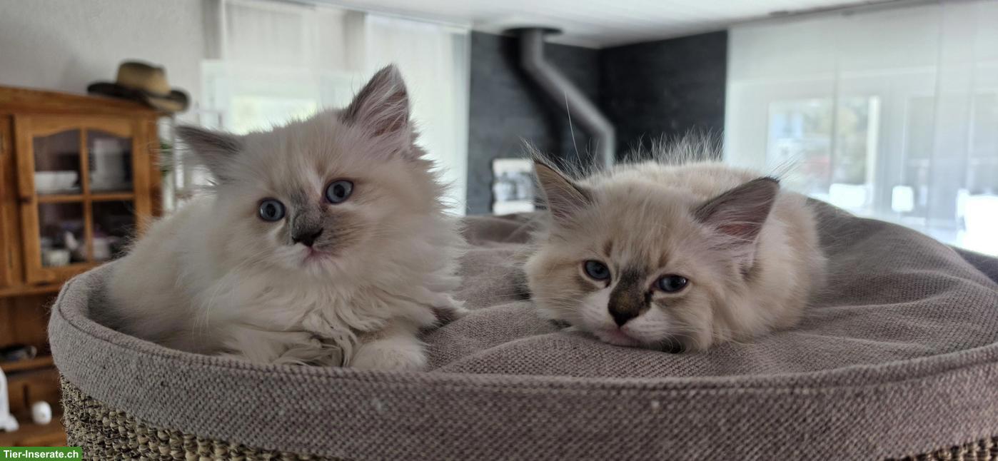 Heilige Birma x Ragdoll Kitten