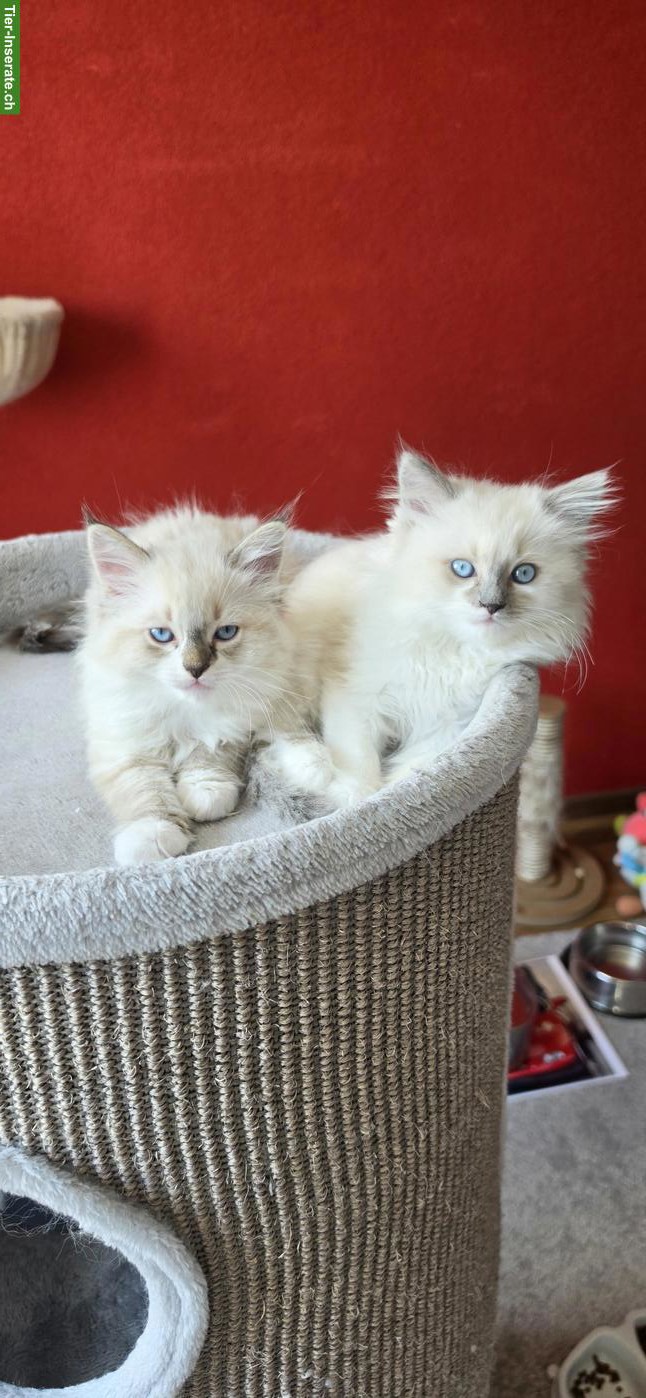 Bild 2: Heilige Birma x Ragdoll Kitten