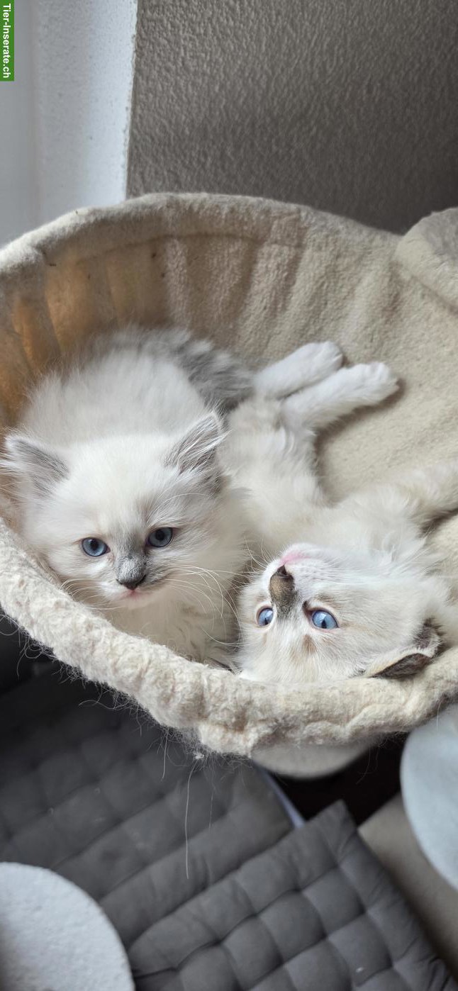 Bild 3: Heilige Birma x Ragdoll Kitten