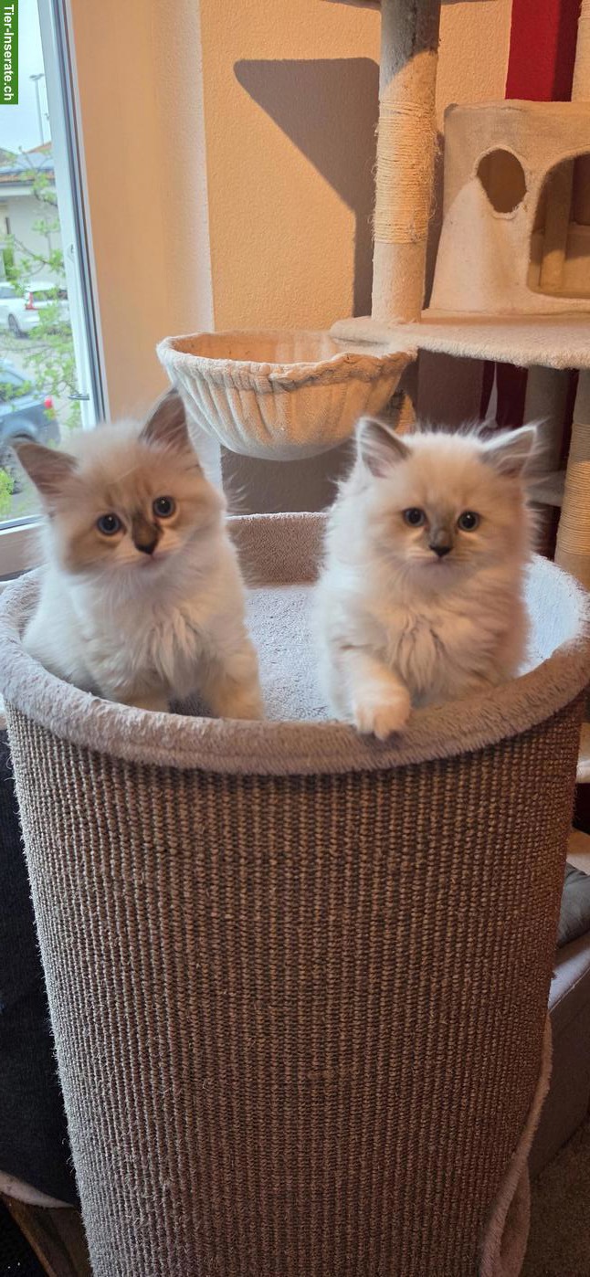 Bild 4: Heilige Birma x Ragdoll Kitten