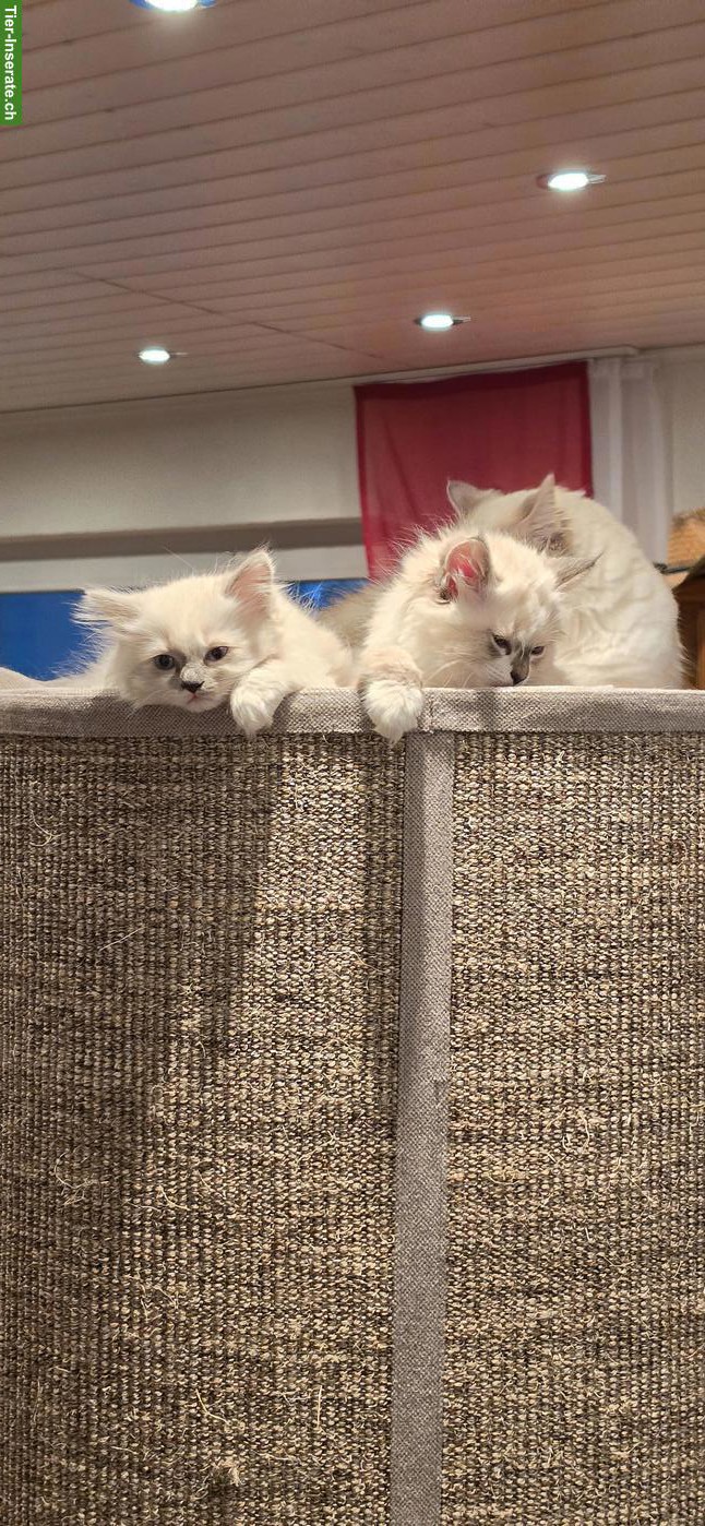 Bild 5: Heilige Birma x Ragdoll Kitten