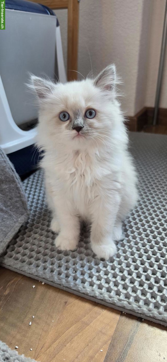 Bild 6: Heilige Birma x Ragdoll Kitten