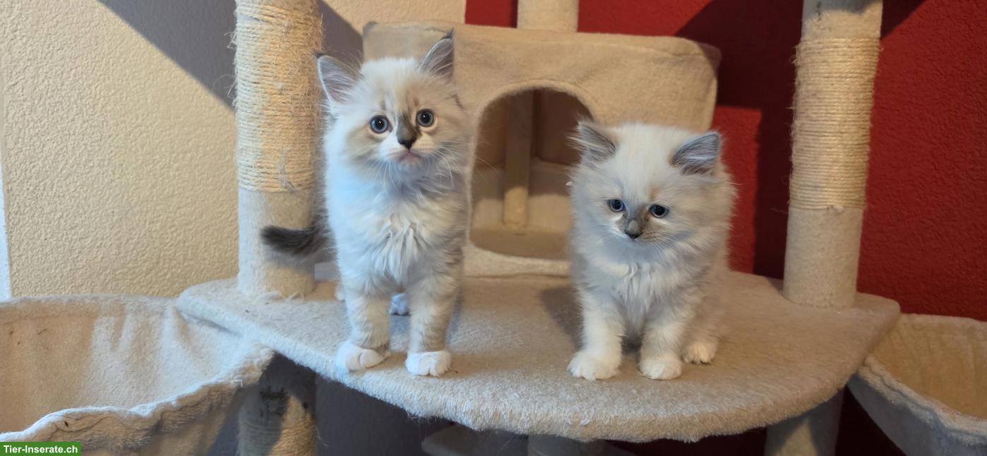 Bild 7: Heilige Birma x Ragdoll Kitten