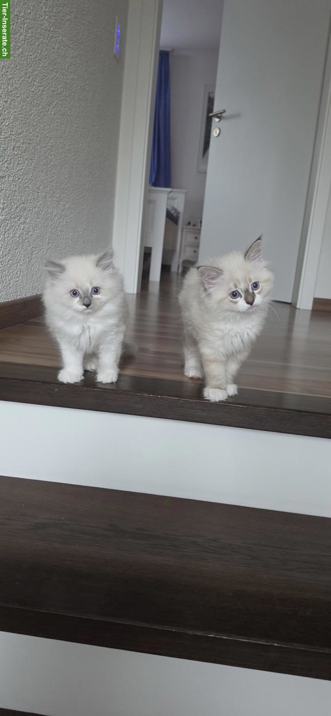 Bild 8: Heilige Birma x Ragdoll Kitten