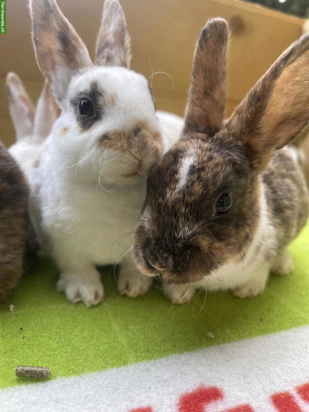 Junge Kleinrex Kaninchen zu verkaufen