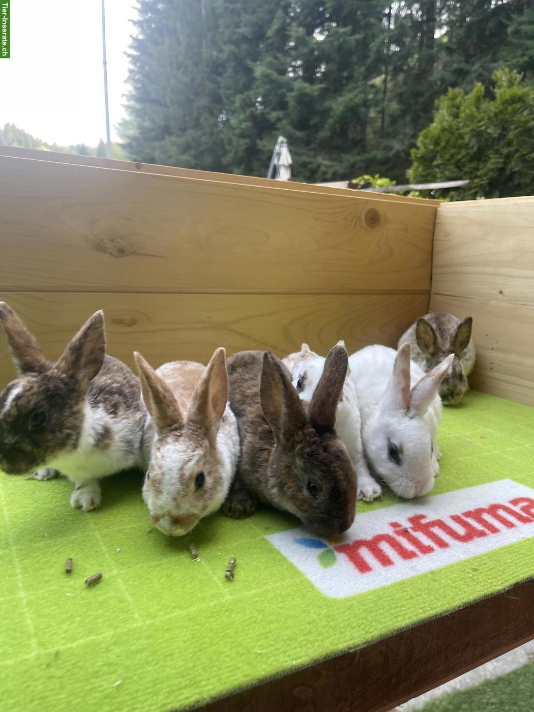 Bild 2: Junge Kleinrex Kaninchen zu verkaufen