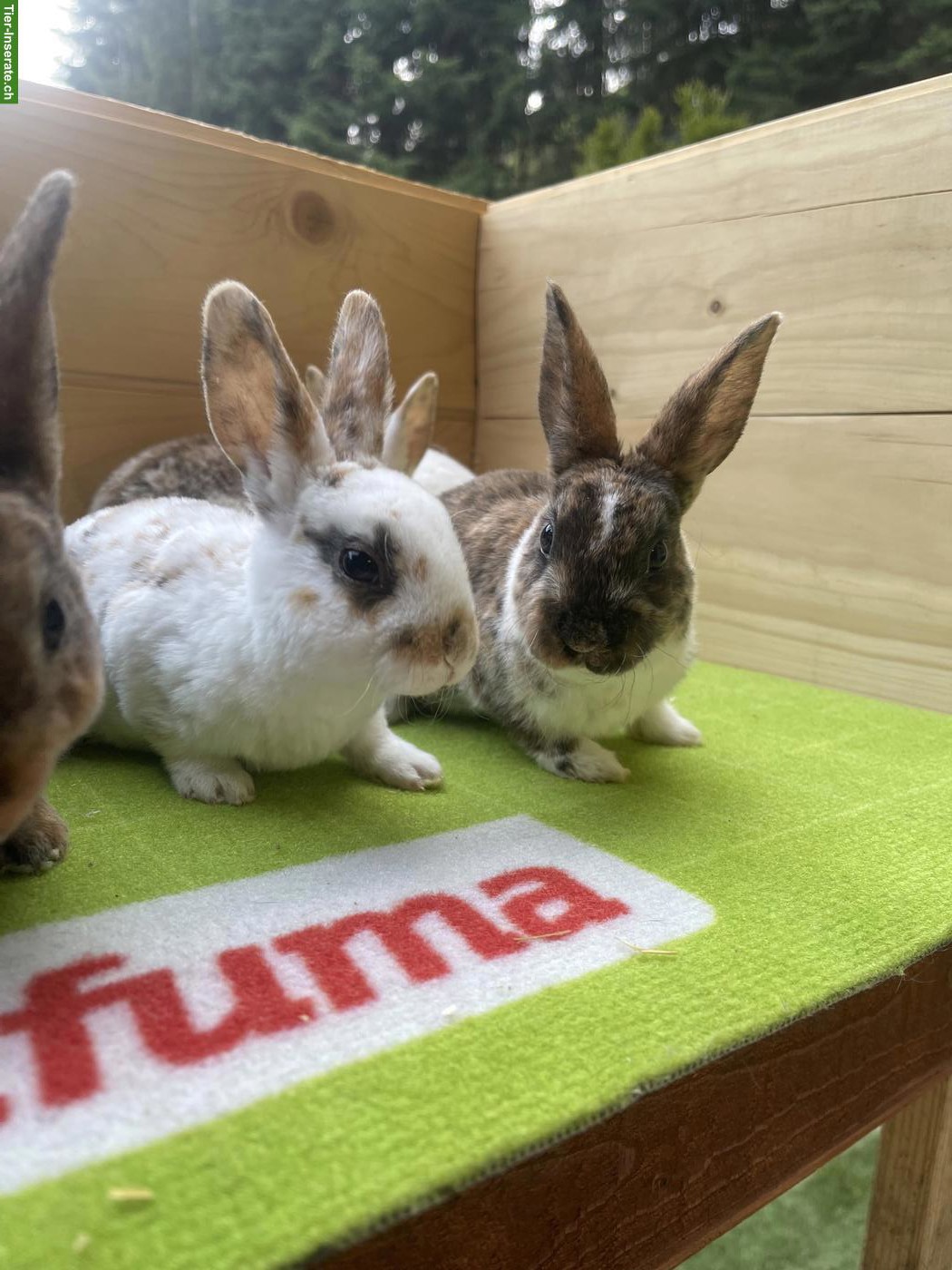 Bild 3: Junge Kleinrex Kaninchen zu verkaufen