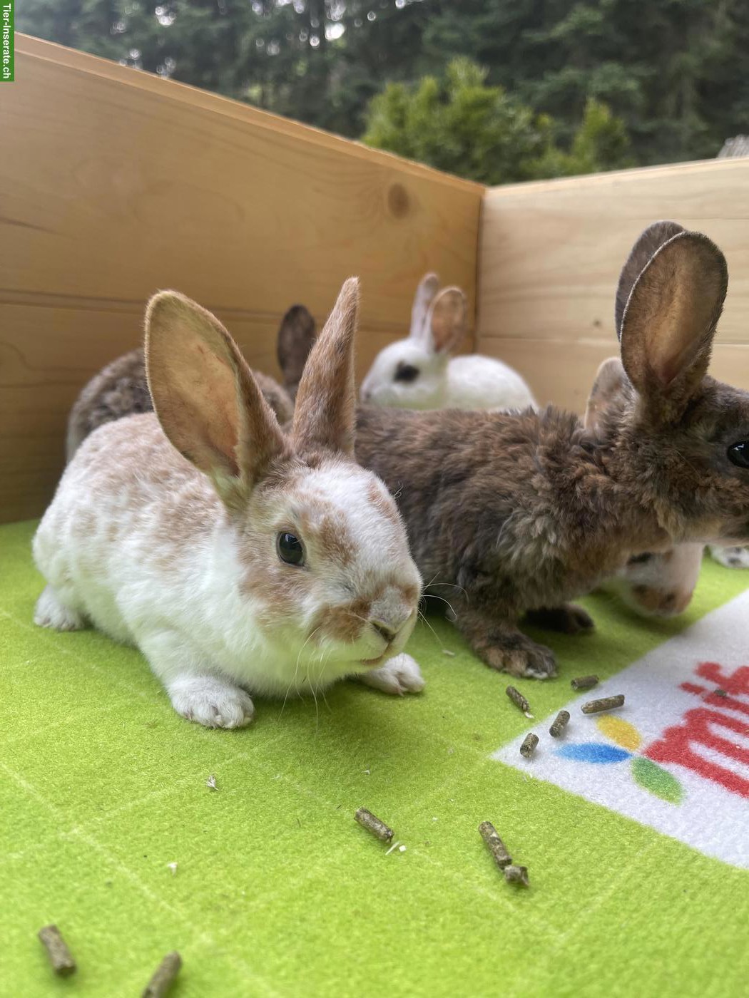 Bild 4: Junge Kleinrex Kaninchen zu verkaufen