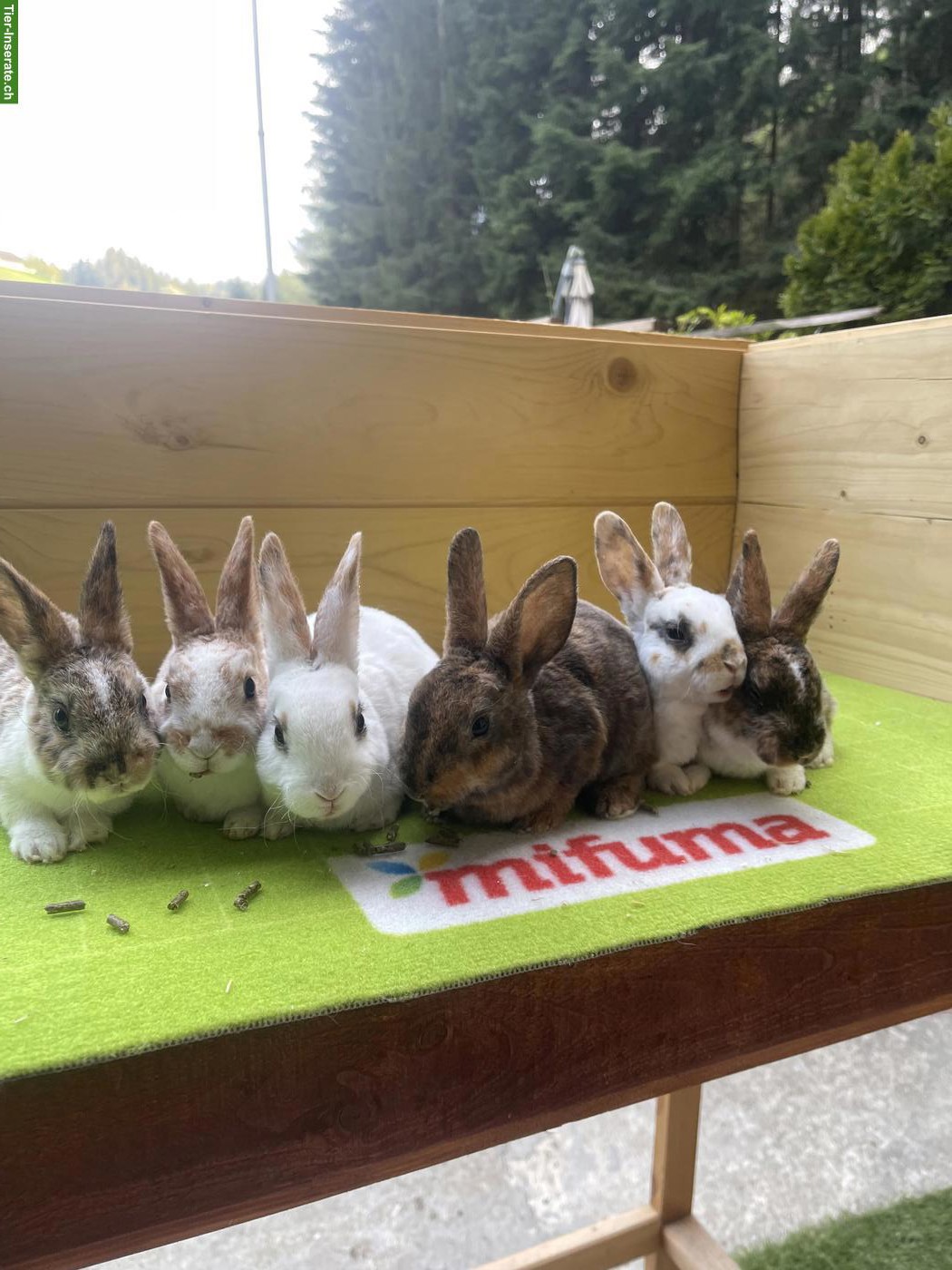 Bild 5: Junge Kleinrex Kaninchen zu verkaufen