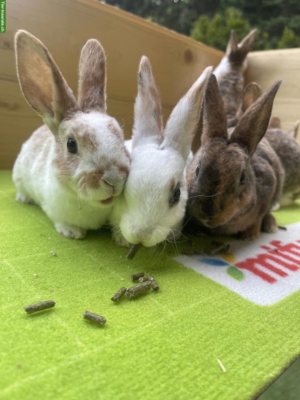 Bild 6: Junge Kleinrex Kaninchen zu verkaufen