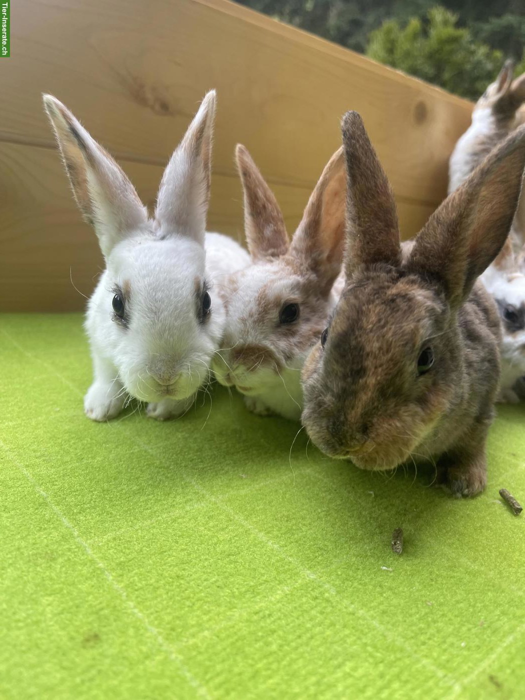 Bild 7: Junge Kleinrex Kaninchen zu verkaufen