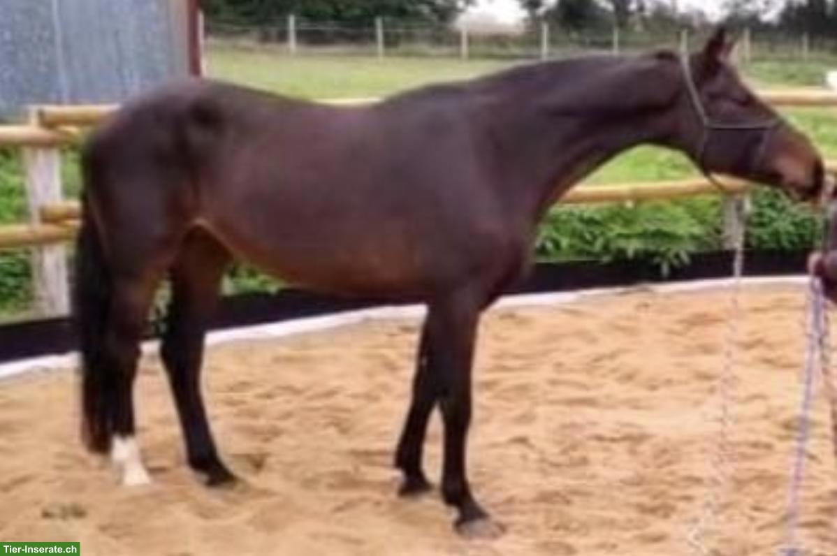 KWPN Zuchtstute zu verkaufen, SF-gelabelt