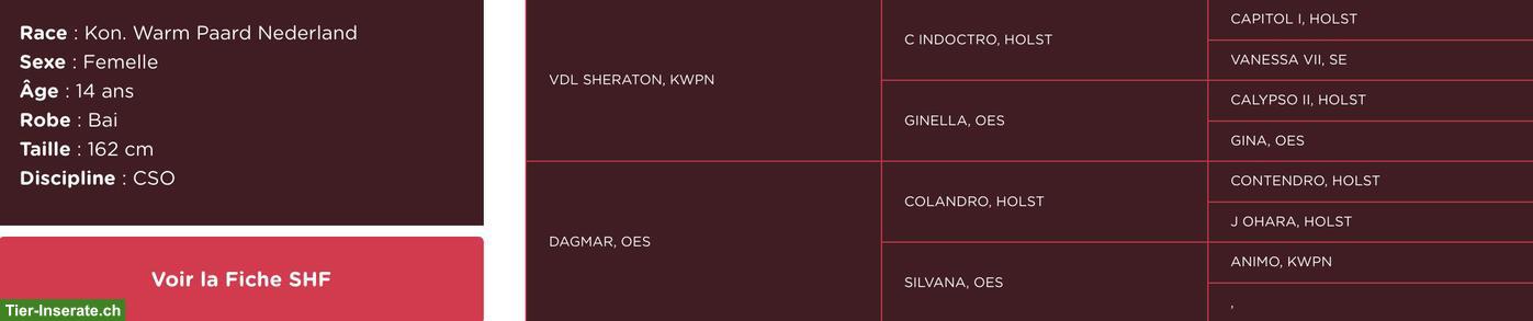 Bild 2: KWPN Zuchtstute zu verkaufen, SF-gelabelt