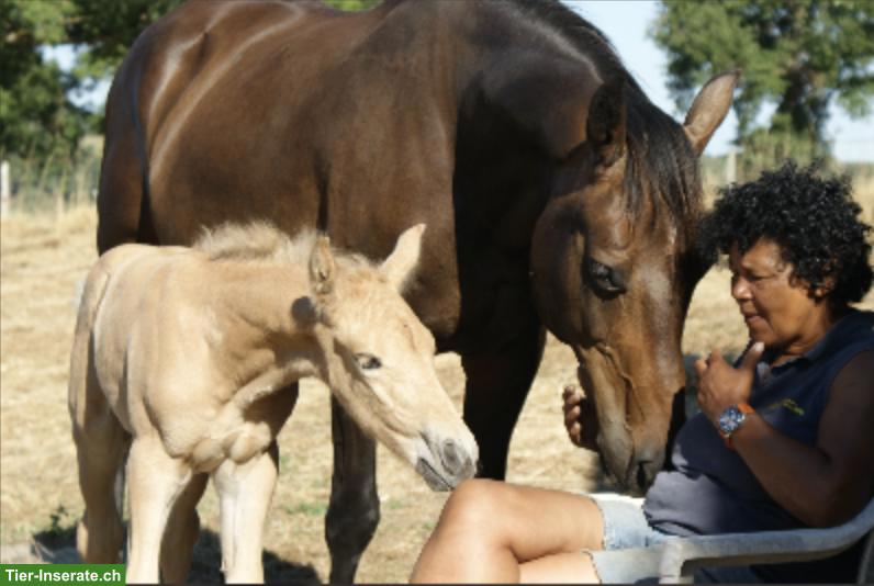 Bild 3: KWPN Zuchtstute zu verkaufen, SF-gelabelt
