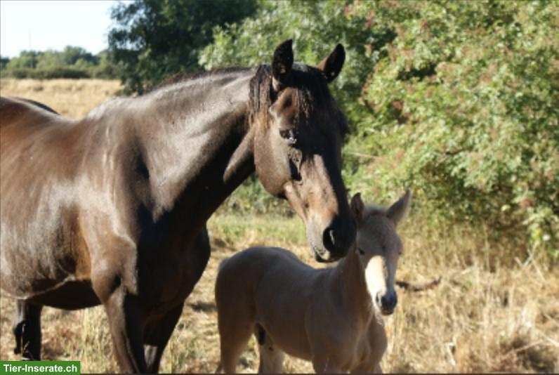 Bild 4: KWPN Zuchtstute zu verkaufen, SF-gelabelt