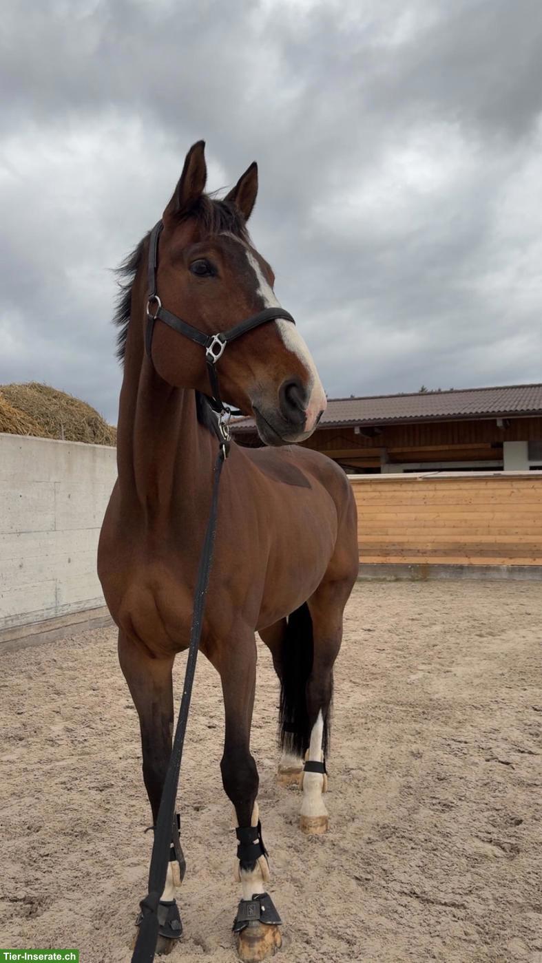 Reitbeteiligung für Springpferd in 8474 Dinhard ZH